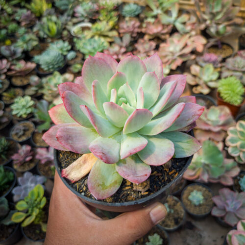 Echeveria Lemon And Lime Mutation, real gallery image #1 plants. Picture taken directly from kaktus.id community Echeveria farmer green houses.