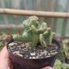 Austrocylindropuntia Subulata Cristata Variegated, real gallery image #3 plants. Picture taken directly from kaktus.id community Austrocylindropuntia farmer green houses.