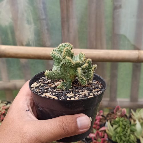 Austrocylindropuntia Subulata Cristata Variegated, real gallery image #2 plants. Picture taken directly from kaktus.id community Austrocylindropuntia farmer green houses.