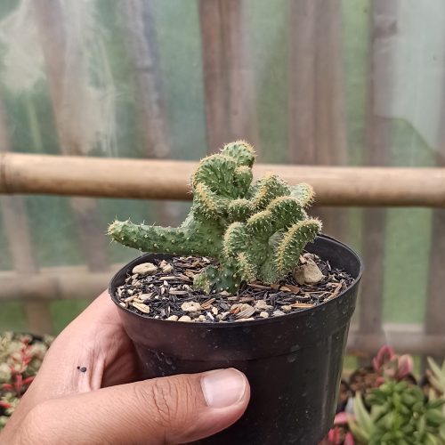 Austrocylindropuntia Subulata Cristata Variegated, real gallery image #5 plants. Picture taken directly from kaktus.id community Austrocylindropuntia farmer green houses.