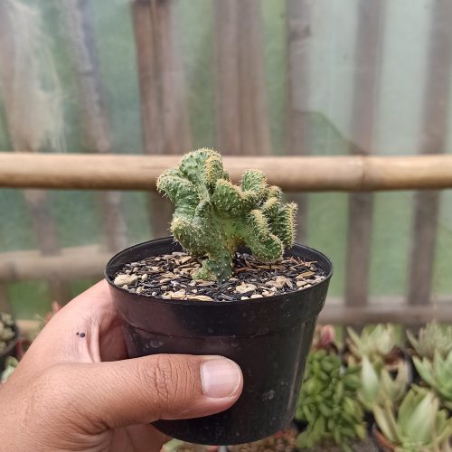 Austrocylindropuntia Subulata Cristata Variegated, real gallery image #4 plants. Picture taken directly from kaktus.id community Austrocylindropuntia farmer green houses.