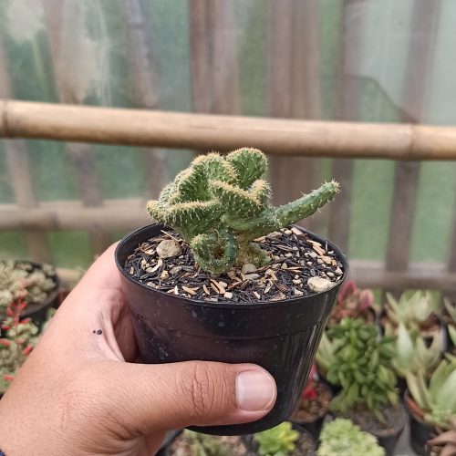 Austrocylindropuntia Subulata Cristata Variegated, real gallery image #6 plants. Picture taken directly from kaktus.id community Austrocylindropuntia farmer green houses.