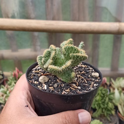Austrocylindropuntia Subulata Cristata Variegated, real gallery image #7 plants. Picture taken directly from kaktus.id community Austrocylindropuntia farmer green houses.