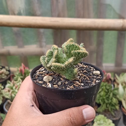 Austrocylindropuntia Subulata Cristata Variegated, real gallery image #8 plants. Picture taken directly from kaktus.id community Austrocylindropuntia farmer green houses.