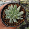 Echeveria Hookerii, real gallery image #2 plants. Picture taken directly from kaktus.id community Echeveria farmer green houses.