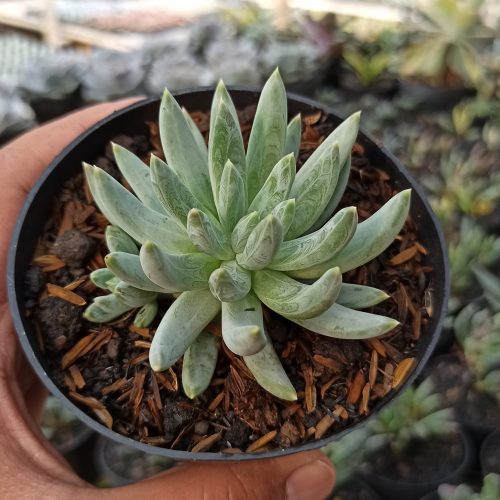 Echeveria Hookerii, real gallery image #3 plants. Picture taken directly from kaktus.id community Echeveria farmer green houses.