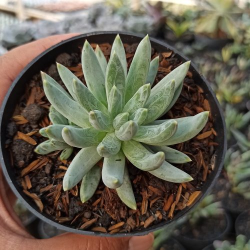 Echeveria Hookerii, real gallery image #4 plants. Picture taken directly from kaktus.id community Echeveria farmer green houses.