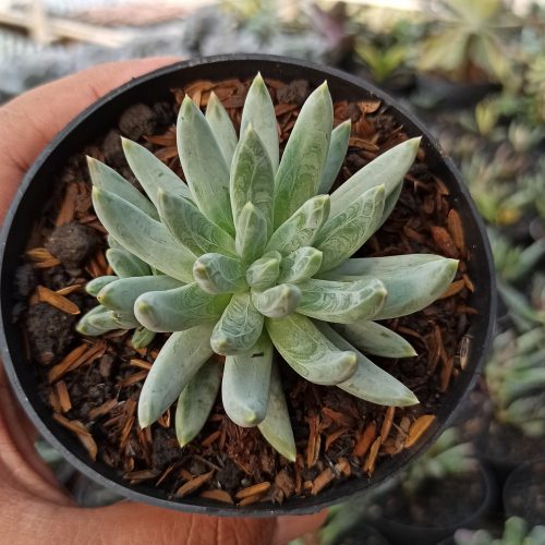 Echeveria Hookerii, real gallery image #5 plants. Picture taken directly from kaktus.id community Echeveria farmer green houses.