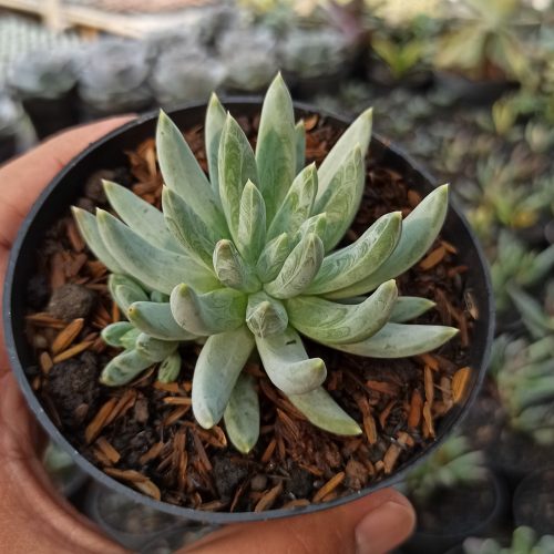 Echeveria Hookerii, real gallery image #1 plants. Picture taken directly from kaktus.id community Echeveria farmer green houses.