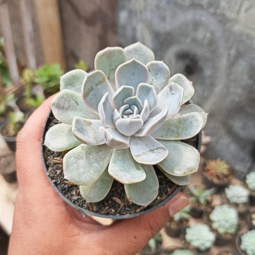 Echeveria Orion, real gallery image #17 plants. Picture taken directly from kaktus.id community Echeveria farmer green houses.