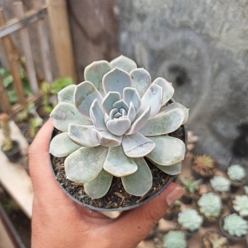 Echeveria Orion, real gallery image #13 plants. Picture taken directly from kaktus.id community Echeveria farmer green houses.