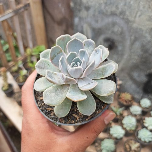 Echeveria Orion, real gallery image #8 plants. Picture taken directly from kaktus.id community Echeveria farmer green houses.
