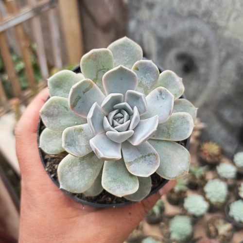 Echeveria Orion, real gallery image #10 plants. Picture taken directly from kaktus.id community Echeveria farmer green houses.