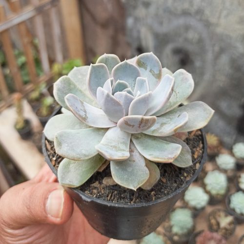 Echeveria Orion, real gallery image #6 plants. Picture taken directly from kaktus.id community Echeveria farmer green houses.
