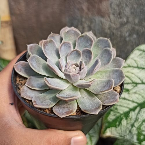 Echeveria Orion, real gallery image #11 plants. Picture taken directly from kaktus.id community Echeveria farmer green houses.