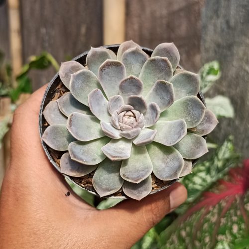 Echeveria Orion, real gallery image #12 plants. Picture taken directly from kaktus.id community Echeveria farmer green houses.