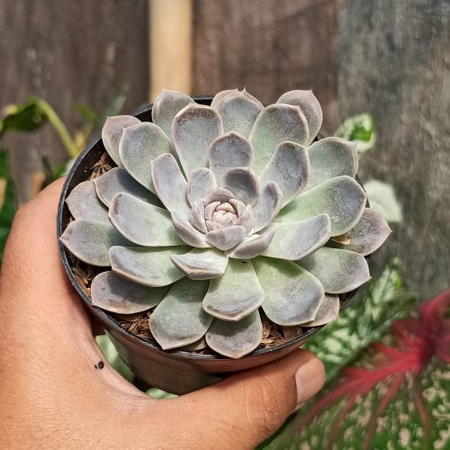 Echeveria Orion, real gallery image #14 plants. Picture taken directly from kaktus.id community Echeveria farmer green houses.