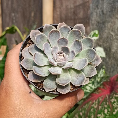 Echeveria Orion, real gallery image #15 plants. Picture taken directly from kaktus.id community Echeveria farmer green houses.