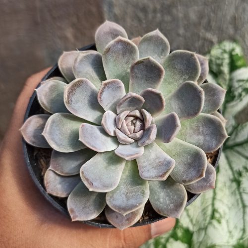 Echeveria Orion, real gallery image #9 plants. Picture taken directly from kaktus.id community Echeveria farmer green houses.
