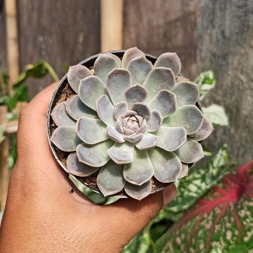 Echeveria Orion, real gallery image #16 plants. Picture taken directly from kaktus.id community Echeveria farmer green houses.