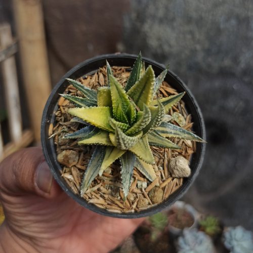 Haworthia Pumila Variegated, real gallery image #6 plants. Picture taken directly from kaktus.id community Haworthia farmer green houses.