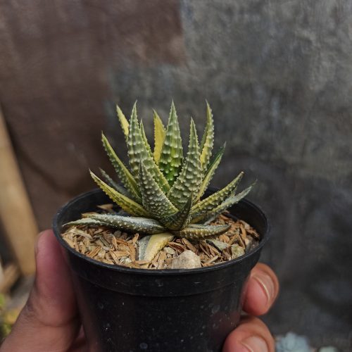 Haworthia Pumila Variegated, real gallery image #2 plants. Picture taken directly from kaktus.id community Haworthia farmer green houses.