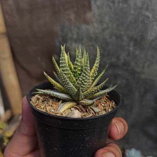 Haworthia Pumila Variegated, real gallery image #8 plants. Picture taken directly from kaktus.id community Haworthia farmer green houses.
