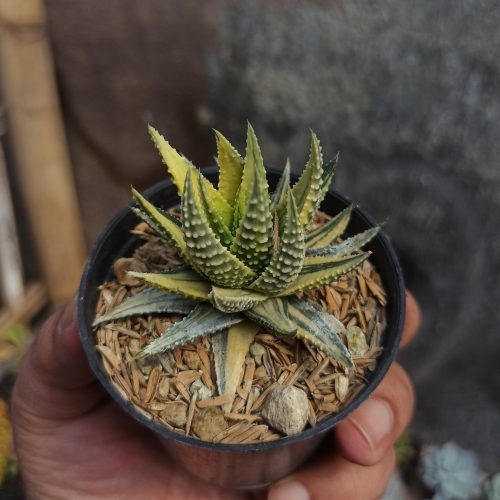 Haworthia Pumila Variegated, real gallery image #12 plants. Picture taken directly from kaktus.id community Haworthia farmer green houses.