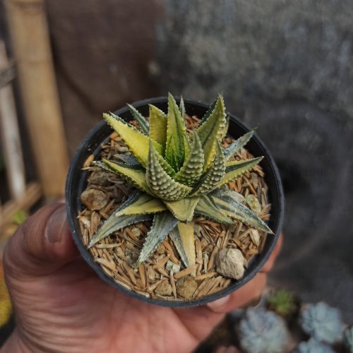 Haworthia Pumila Variegated, real gallery image #10 plants. Picture taken directly from kaktus.id community Haworthia farmer green houses.