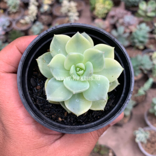 Graptoveria Titubans Variegated, real gallery image #2 plants. Picture taken directly from kaktus.id community Graptoveria farmer green houses.