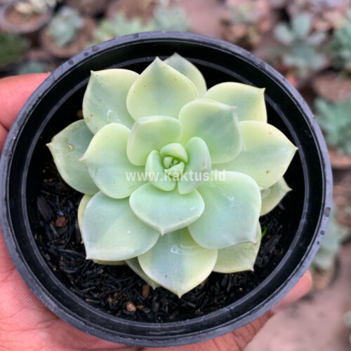 Graptoveria Titubans Variegated, real gallery image #3 plants. Picture taken directly from kaktus.id community Graptoveria farmer green houses.