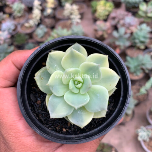 Graptoveria Titubans Variegated, real gallery image #4 plants. Picture taken directly from kaktus.id community Graptoveria farmer green houses.