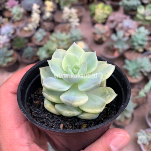 Graptoveria Titubans Variegated, real gallery image #1 plants. Picture taken directly from kaktus.id community Graptoveria farmer green houses.