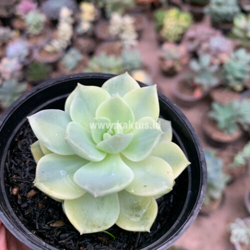 Graptoveria Titubans Variegated, real gallery image #5 plants. Picture taken directly from kaktus.id community Graptoveria farmer green houses.