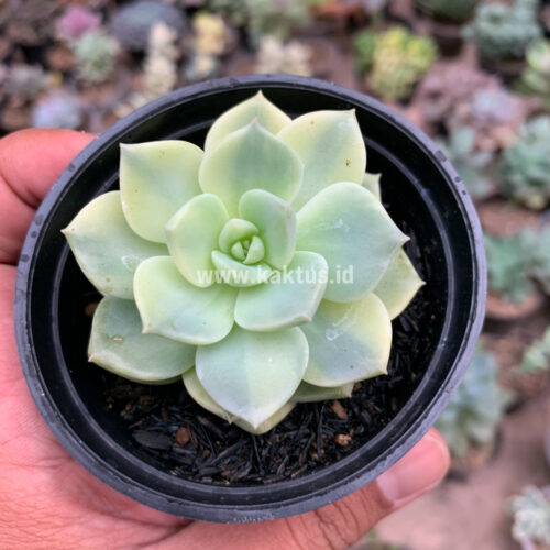 Graptoveria Titubans Variegated, real gallery image #6 plants. Picture taken directly from kaktus.id community Graptoveria farmer green houses.