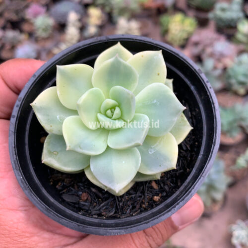 Graptoveria Titubans Variegated, real gallery image #7 plants. Picture taken directly from kaktus.id community Graptoveria farmer green houses.