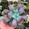 Echeveria Culibra, real gallery image #7 plants. Picture taken directly from kaktus.id community Echeveria farmer green houses.