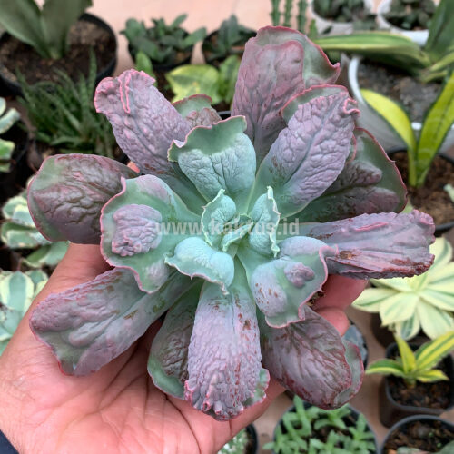 Echeveria Culibra, real gallery image #5 plants. Picture taken directly from kaktus.id community Echeveria farmer green houses.