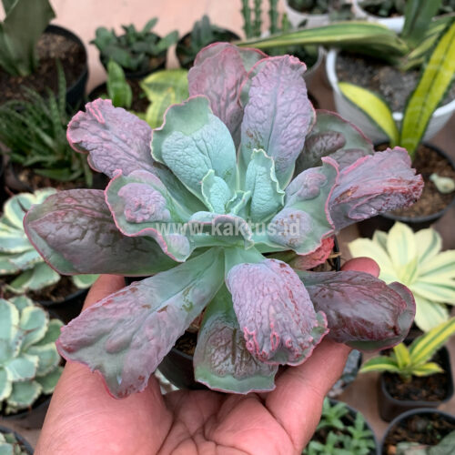 Echeveria Culibra, real gallery image #3 plants. Picture taken directly from kaktus.id community Echeveria farmer green houses.
