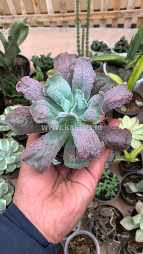 Echeveria Culibra, real gallery image #1 plants. Picture taken directly from kaktus.id community Echeveria farmer green houses.