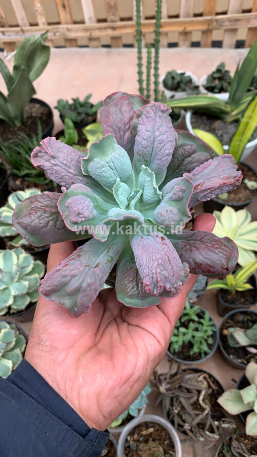 Echeveria Culibra, real gallery image #9 plants. Picture taken directly from kaktus.id community Echeveria farmer green houses.