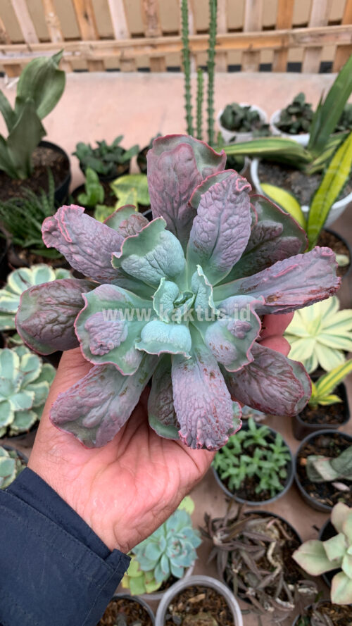 Echeveria Culibra, real gallery image #11 plants. Picture taken directly from kaktus.id community Echeveria farmer green houses.