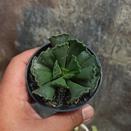 Adromischus Poellnitzianus, real gallery image #1 plants. Picture taken directly from kaktus.id community Adromischus farmer green houses.