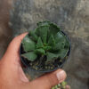 Adromischus Poellnitzianus, real gallery image #4 plants. Picture taken directly from kaktus.id community Adromischus farmer green houses.