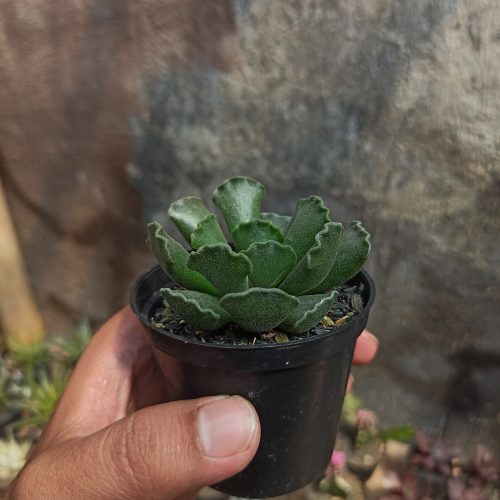 Adromischus Poellnitzianus, real gallery image #3 plants. Picture taken directly from kaktus.id community Adromischus farmer green houses.