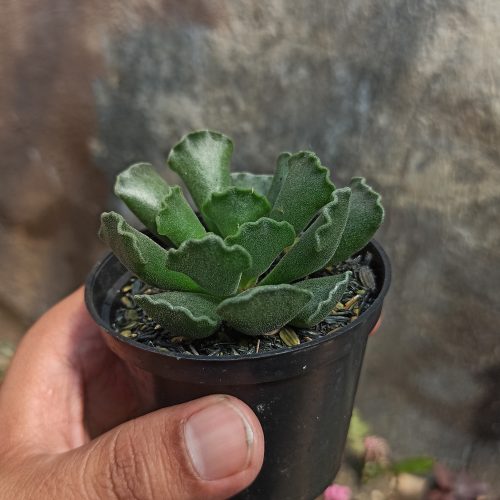 Adromischus Poellnitzianus, real gallery image #5 plants. Picture taken directly from kaktus.id community Adromischus farmer green houses.