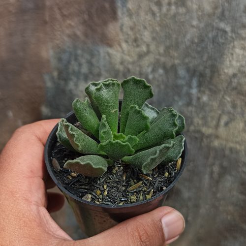 Adromischus Poellnitzianus, real gallery image #2 plants. Picture taken directly from kaktus.id community Adromischus farmer green houses.