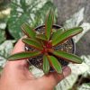 Peperomia Graveolens, real gallery image #5 plants. Picture taken directly from kaktus.id community Peperomia farmer green houses.