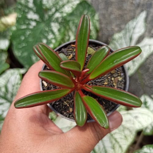 Peperomia Graveolens, real gallery image #7 plants. Picture taken directly from kaktus.id community Peperomia farmer green houses.
