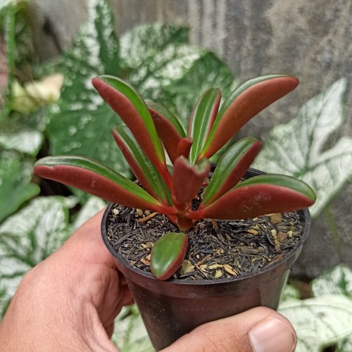Peperomia Graveolens, real gallery image #9 plants. Picture taken directly from kaktus.id community Peperomia farmer green houses.